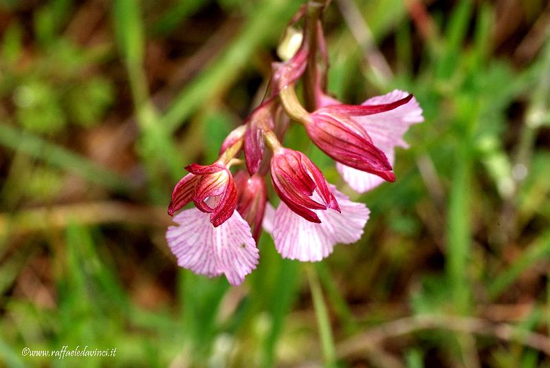 Orchidee spontanee 5APR09 (175).jpg